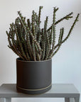 Planter in Black by Hasami Porcelain プランター ブラック ハサミポーセリン