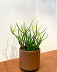 Euphorbia Tirucalli ‘Sticks on Fire’ ユーフォルビア ミルクブッシュ 'スティック オン ファイヤー'