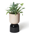 Two Tone Planter by Lightly ツートーン プランター