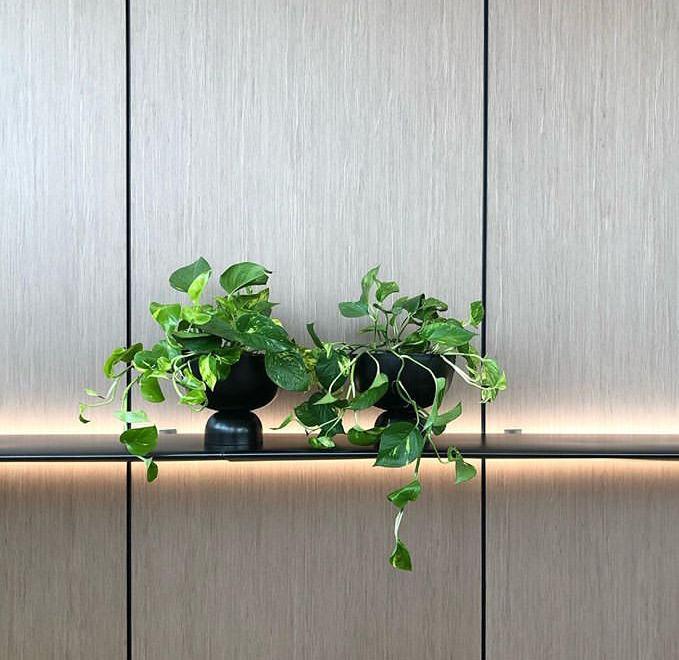 Lightly goblet large palnter with devil's ivy