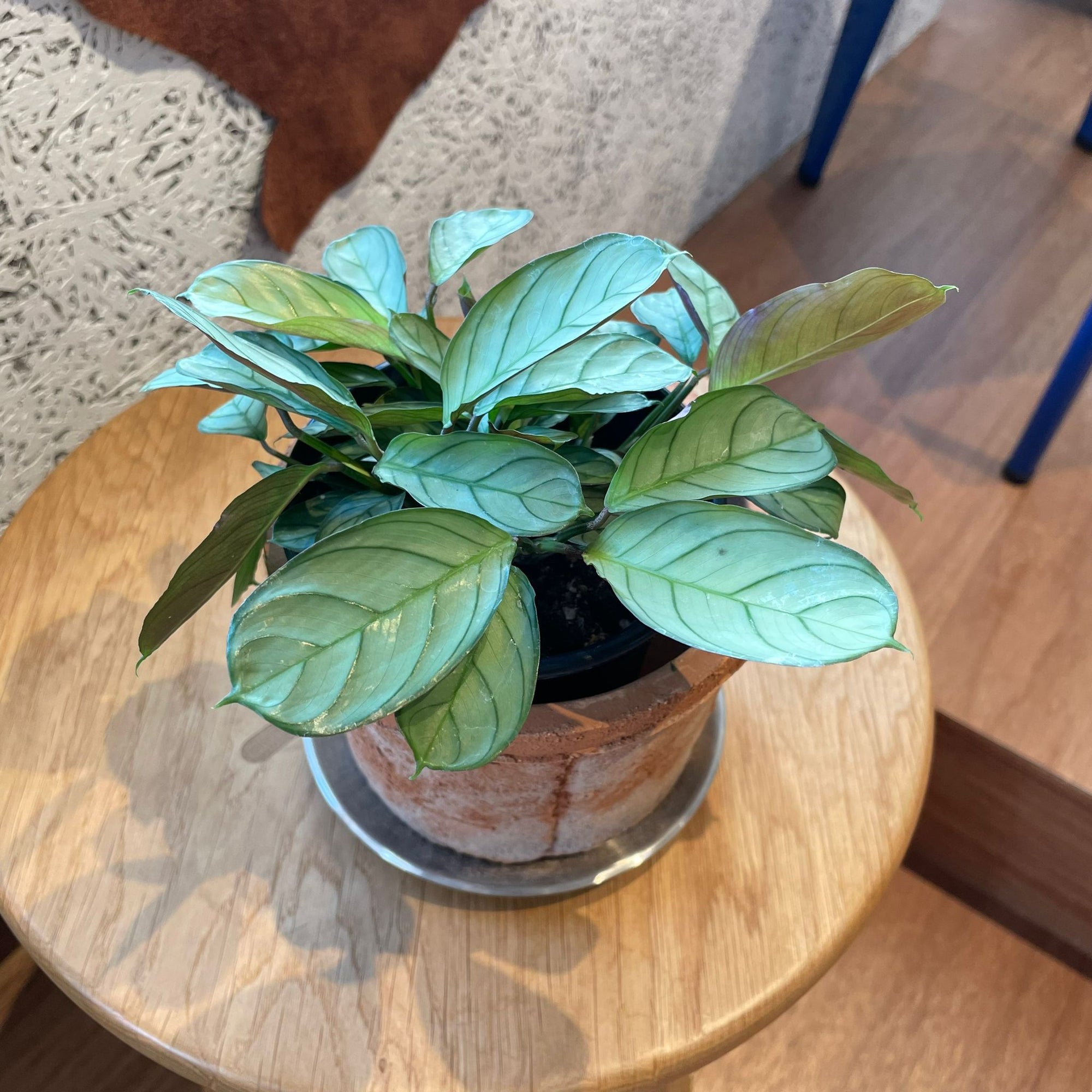 Maranta amagris マランタ・アマグリス