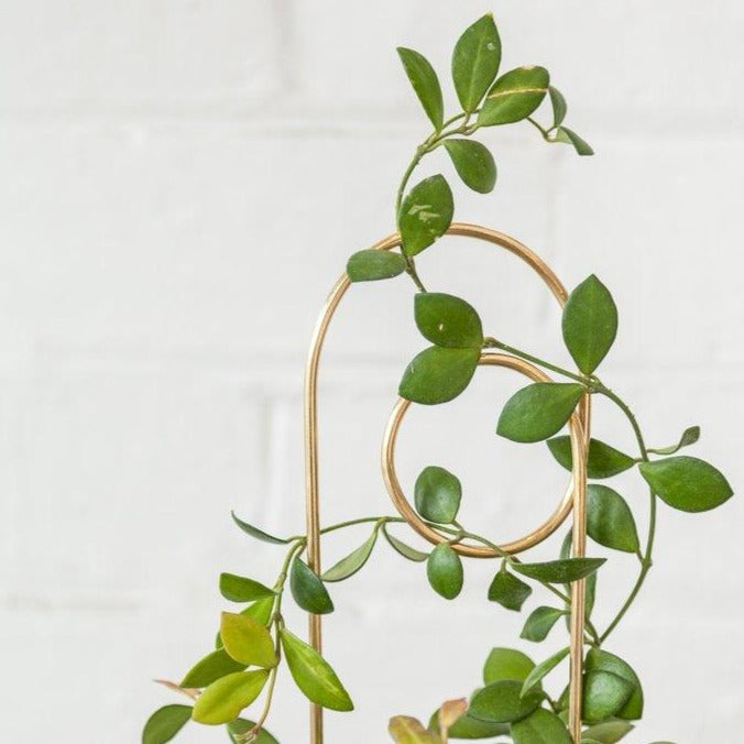 Mini Loop Plant Stake by Ivy Muse ループプラントステーク ミニ