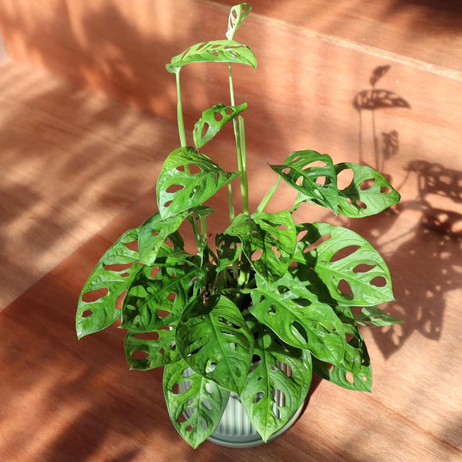 Swiss Cheese Plant ( Monstera friedrichsthalii) スイスチーズプラント(マドカズラ)