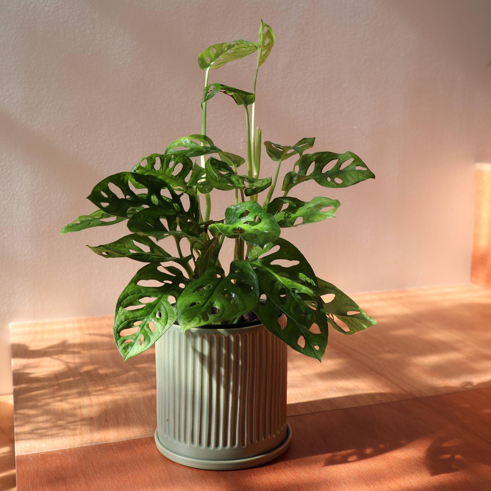 Swiss Cheese Plant ( Monstera friedrichsthalii) スイスチーズプラント(マドカズラ)