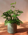 Swiss Cheese Plant ( Monstera friedrichsthalii) スイスチーズプラント(マドカズラ)