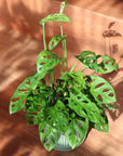 Swiss Cheese Plant ( Monstera friedrichsthalii) スイスチーズプラント(マドカズラ)