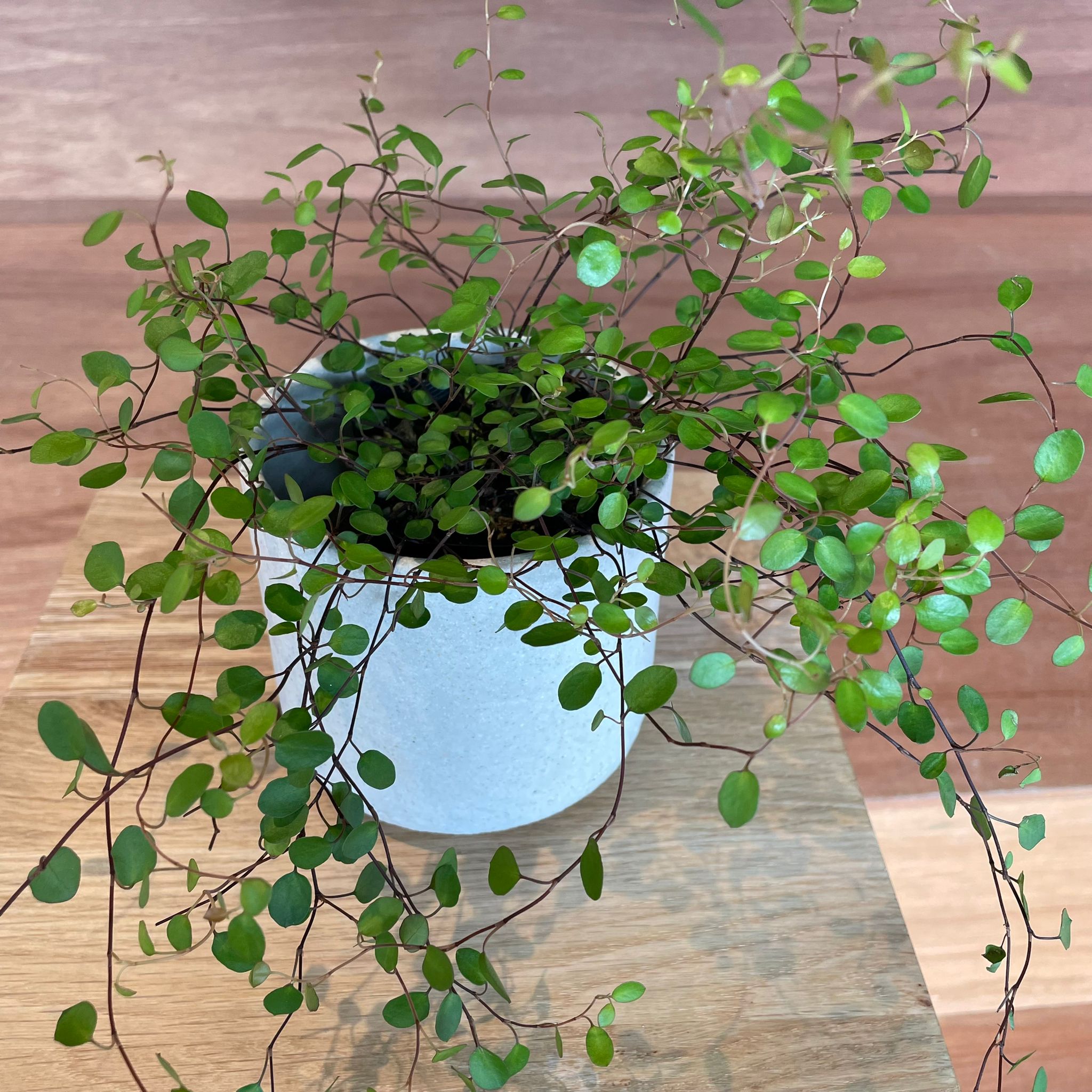 andinia pilosella 枝垂れ系ランシダ植物セット Tillandsia
