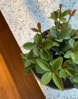 Peperomia pteolata ペペロミア プテオラータ