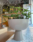 Peperomia pteolata ペペロミア プテオラータ