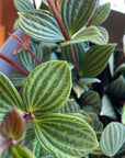 Peperomia pteolata ペペロミア プテオラータ
