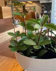 Peperomia pteolata ペペロミア プテオラータ