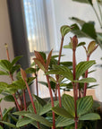Peperomia pteolata ペペロミア プテオラータ