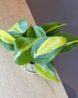 Philodendron 'Brasil' フィロデンドロン ブラジル