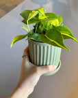 Philodendron 'Brasil' フィロデンドロン ブラジル