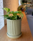 Philodendron 'Brasil' フィロデンドロン ブラジル