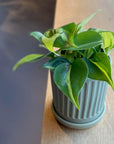 Philodendron 'Brasil' フィロデンドロン ブラジル
