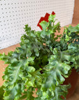 Phlebodium aureum 'Davana' フレボディウム ダバナ