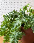 Phlebodium aureum 'Davana' フレボディウム ダバナ