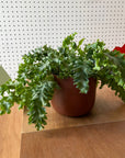 Phlebodium aureum 'Davana' フレボディウム ダバナ