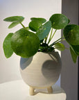 Pilea Peperomioides/Chinese Money Plant ピレア・ペペロミオイデス