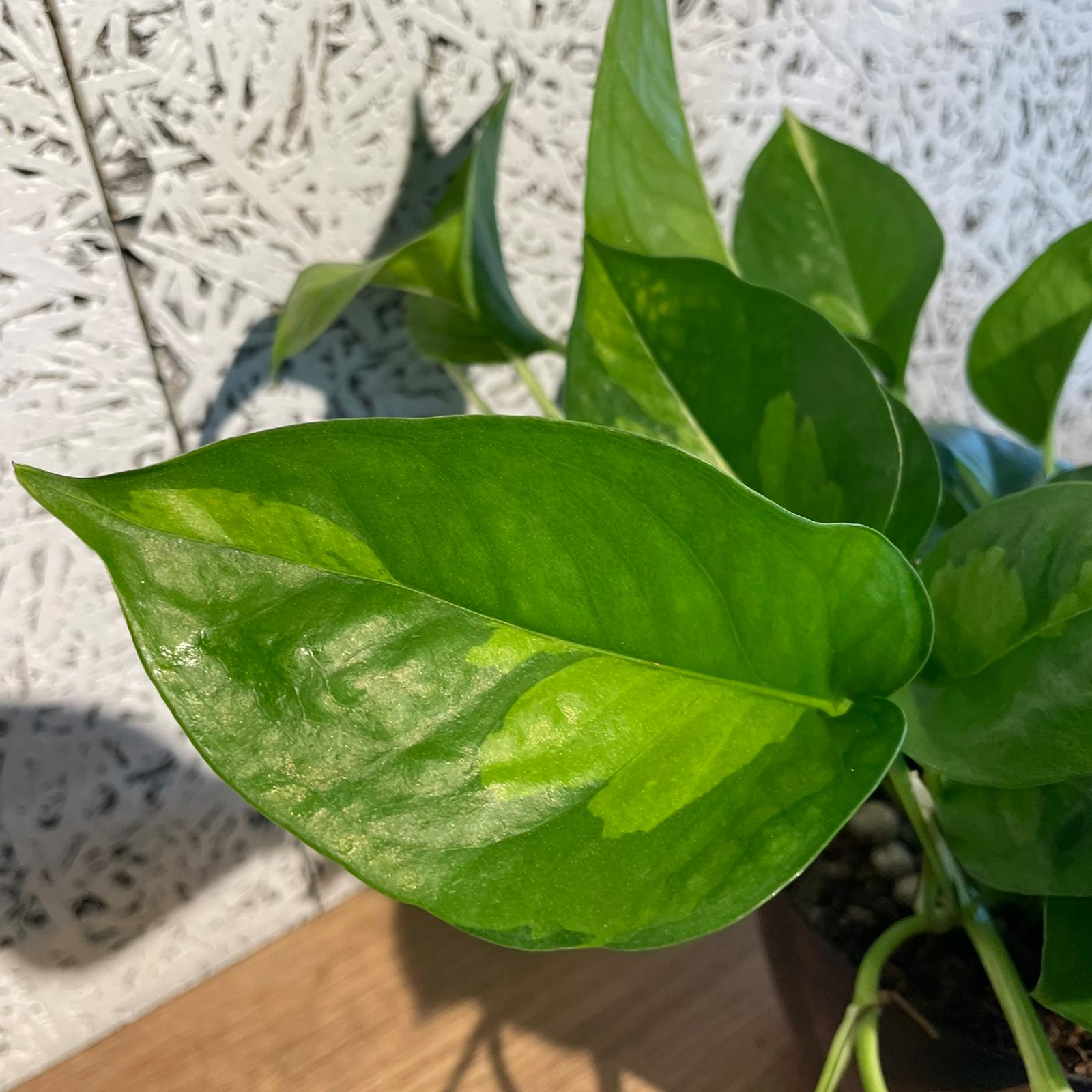 ポトス グローバルグリーン