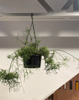 Rhipsalis  Prismatica リプサリス プリスマティカ