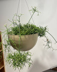 Rhipsalis  Prismatica リプサリス プリスマティカ