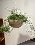 Rhipsalis  Prismatica リプサリス プリスマティカ