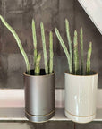 Planter in Black by Hasami Porcelain プランター ブラック ハサミポーセリン
