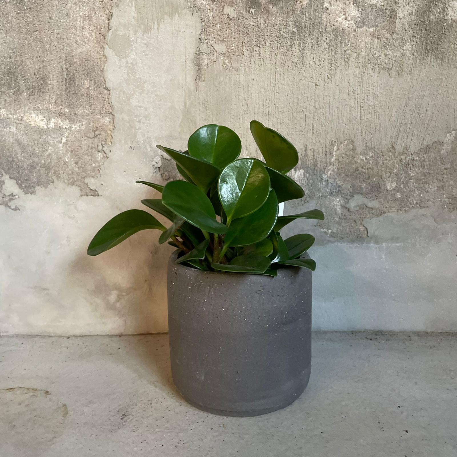 シンプルUプランター（インナーポット付き） I 植木鉢 I