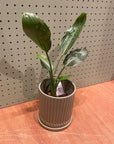 Bird of Paradise (Strelitzia reginae) バード オブ パラダイス(ストレチア レギネ)
