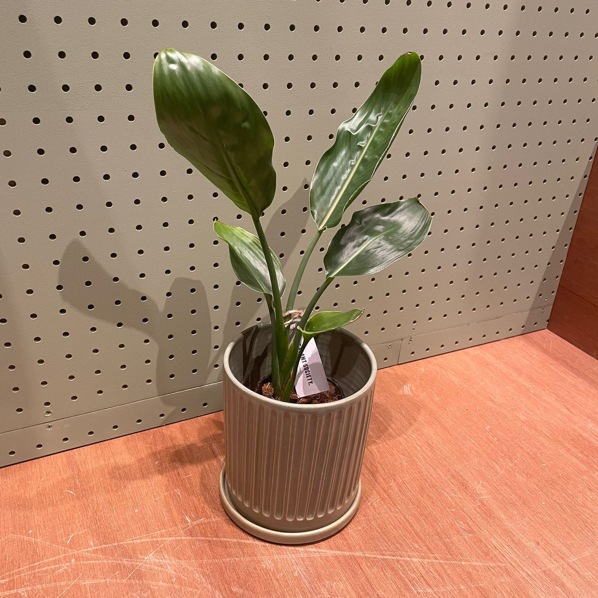 ストレチア レギネ I インドアプランツ I プラントソサエティ