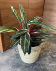 Calathea Stromanthe Triostar カラテア ストロマンテ トリオスター