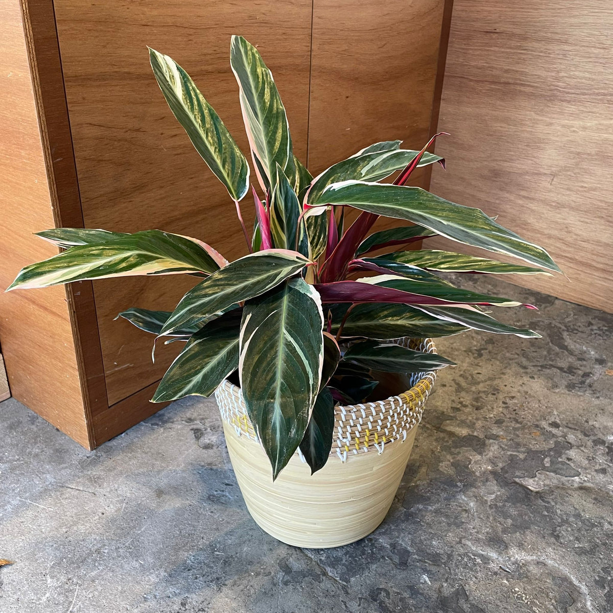 Stromanthe2_ThePlantSociety_12