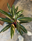 Calathea Stromanthe Triostar カラテア ストロマンテ トリオスター