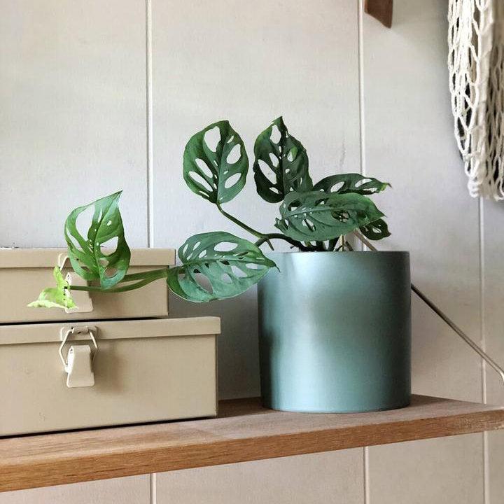 Swiss Cheese Plant ( Monstera friedrichsthalii) スイスチーズプラント(マドカズラ)