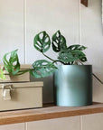 Swiss Cheese Plant ( Monstera friedrichsthalii) スイスチーズプラント(マドカズラ)