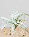 Arc Tillandsia Stand Ivy Muse air plant brass xerographica