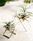 Arc Tillandsia Stand Ivy Muse air plant brass