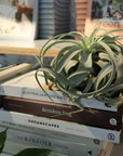 Air Plants - Tillandsia Xerographica ティランジア キセログラフィカ
