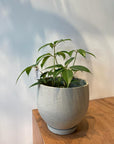 Tupidanthus Schefflera pueckler ツピタンサス