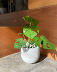 Speckle Planter U-style スペックルプランター U