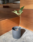 Speckle Planter with saucer スペックルプランター ソーサー付