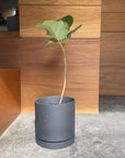Speckle Planter with saucer スペックルプランター ソーサー付