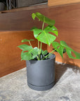 Speckle Planter with saucer スペックルプランター ソーサー付
