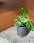 Speckle Planter with saucer スペックルプランター ソーサー付