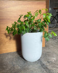 Speckle Planter U-style スペックルプランター U