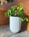 Speckle Planter U-style スペックルプランター U