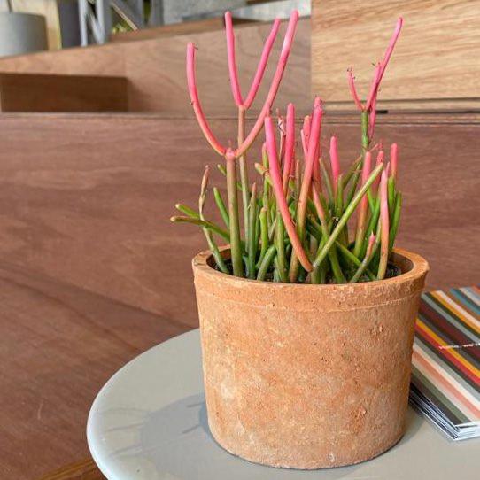 アマルフィ テラコッタプランター I 植木鉢 I プラントソサエティ 