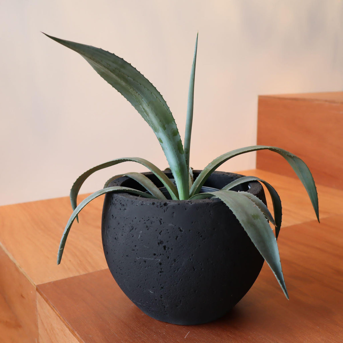 ボウルプランター I 大きめの植木鉢 I プラントソサエティトーキョー